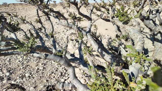 Top-down perspective unveils the intricate details of Frankincense Tree in Wadi Dawkah Natural Park, Oman, sanctuary of Frankincense Tree groves and honored as UNESCO World Heritage Site. SLOW MOTION.