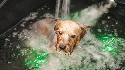 A professional groomer bathes a small purebred dog in an ozone bath. Animal spa concept, dog bathing in a professional salon.