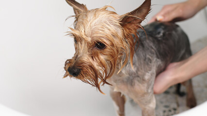 A small funny purebred dog in a professional pet care salon. Groomer bathes a cute dog. Animal at spa treatments.