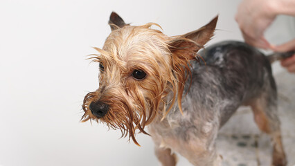 A small funny purebred dog in a professional pet care salon. Groomer bathes a cute dog. Animal at spa treatments.