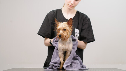 Close-up of a Yorsher terrier puppy in a special animal care facility. A professional dries and cares for the fur of a small puppy.