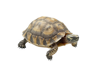 Fototapeta premium A beautiful sea turtle isolated on Transparent Background