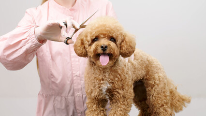 Hygiene and care for a small dog. A professional cares for and takes care of the health and beauty of a small purebred puppy.