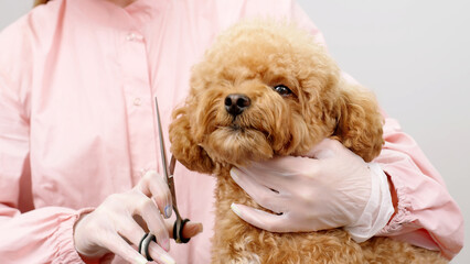 Close-up of a well-groomed purebred dog on a light background during a haircut. A professional takes care of a cute dog. Animal care concept.