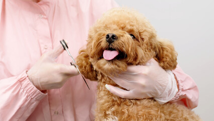 Groomer combs hair of small cute puppy poodle. The amusing canine sat calmly at the grooming salon or veterinary clinic. Cute poodle dog getting haircut.