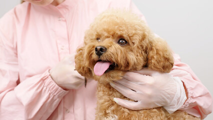 Close-up of a puppy in a professional pet grooming salon. A professional carefully cares for the fur and hygiene of a small animal.