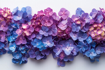 Hydrangea Flowers in Purple and Blue Shades