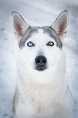 Zweifarben Husky