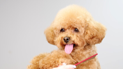 The concept of purebred dogs, veterinary medicine and care services for purebred dogs. Happy dog. Toy poodle or maltipoo puppy on a light background.