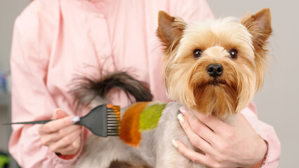 A professional female groomer paints a small Yorsher terrier. Hygienic and cosmetic procedures for...