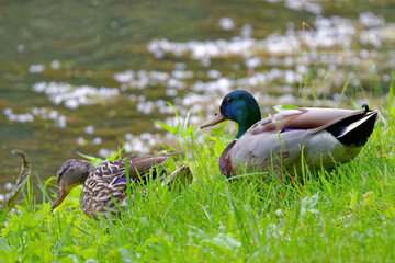 Wild duck Mallard. The mallards (Anas platyrhynchos). The pair of Mallards - wild ducks on the shores of Lake Michigan