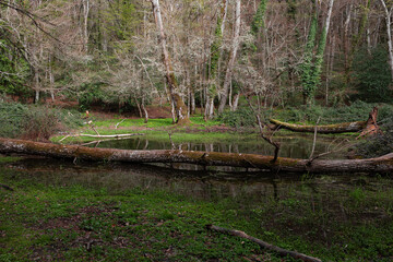 the river in the forest