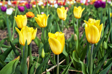 Fototapeta premium yellow blooming tulip flower in spring garden