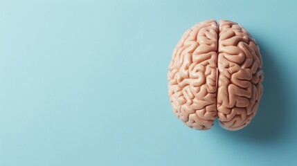 3D human brain model over plain background
