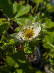 Strawberry Flower.