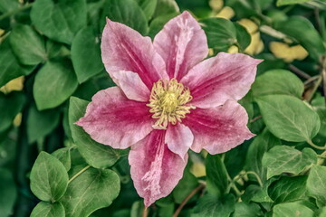 Clematis