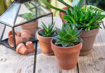different suculent plants in flower pots with a mini greenhouse on wooden table