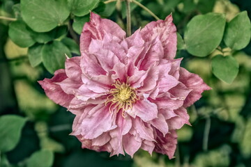 Clematis