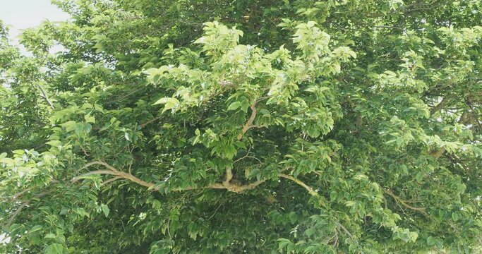 (Morus alba) M&ucirc;rier blanc ou m&ucirc;rier de Chine, arbuste au port &agrave; couronne &eacute;tal&eacute;e, &eacute;corce gris-clair, au feuillage luxuriant 