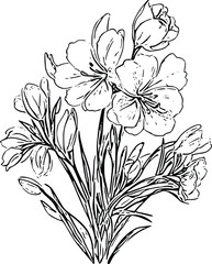 Cartoon Freesia flower line art Clipart