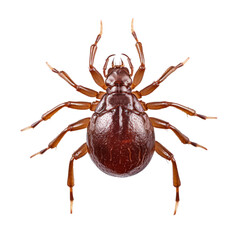 Close Up Brown Mite on Isolated Background