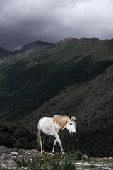 Obraz premium White horse in mountains