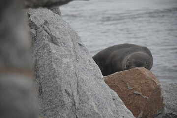 seal on the rocks sleeping