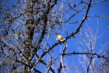 bird on a branch on a tree