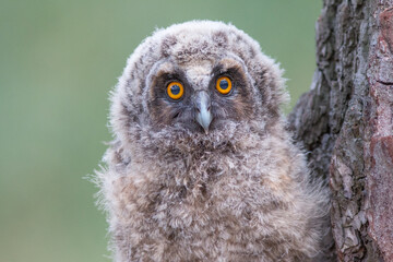 great grey owl