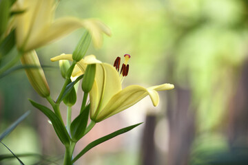 Obraz premium Lilium. white lily field. beautiful lily flower, close-up. delicate white lilies in the garden, in the flowerbed. floral background. blurred natural background. summer garden