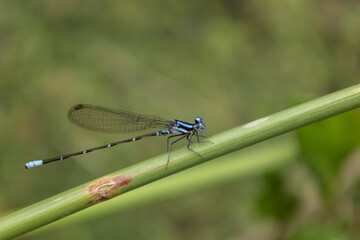Close-up of blue damselfly resting on green stem in natural environment