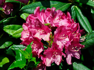 Frühlingsblüher im Garten