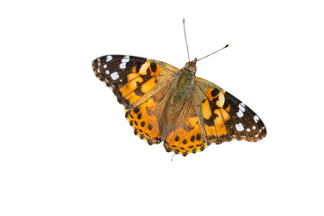 Painted Lady (Vanessa cardui) Butterfly Photo, a Top View against a Transparent Isolated PNG Background