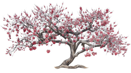 A tree with gnarled branches and pink blossoms, standing against a white background, showcasing its intricate and delicate beauty.