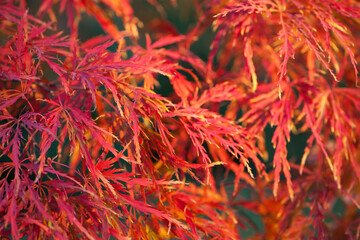Acer palmatum. closeup of autumn leaves in a Japanese garden maple which has fine leaves. red leaves. natural background. autumn theme, beautiful season. Enkan. selective focus