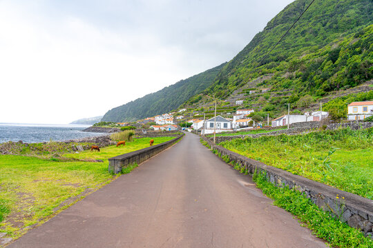 coffee production area in Faj&atilde; dos Vimes- S&atilde;o Jorge Island-Azores-Portugal.