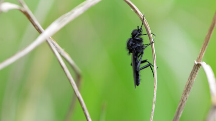 Eurytoma schreineri. Bibionomorpha. mosquito. Mosquito resting on dry grass. Male and female mosquitoes feed on nectar and plant juices. insect close-up, macro photo. pest, thickfoot