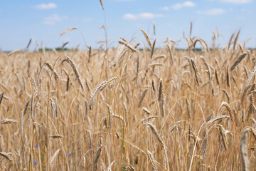 spikelets of golden wheat in the field. Ripe big golden ears of wheat on a yellow background of the field. nature. The idea of a rich summer harvest, agriculture, agro-industrial complex for food.