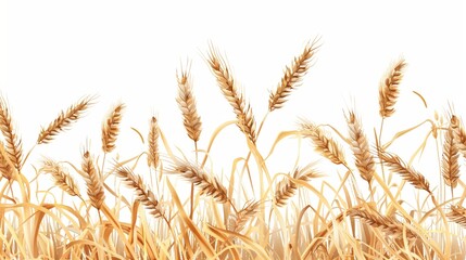 Vector illustration of wheat ear field over white background