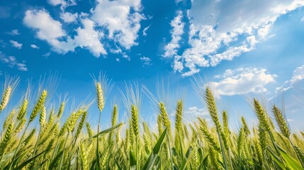 Obraz premium green young wheat ear with blue sky in field