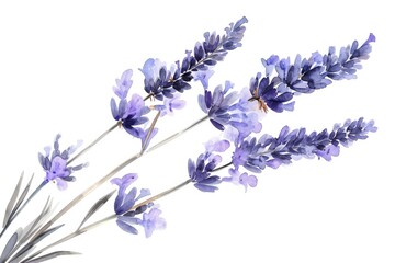 Delicate purple lavender sprigs, Vector graphic of a delightful Watercolor Lavender Cluster against a clean white backdrop