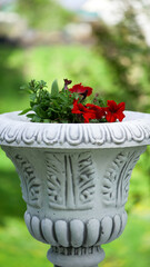Petunia. urns with flowers in the spring park. Stone pot with plants in a country garden. beautiful...