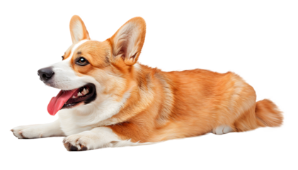 Cute Corgi dog isolated on transparent background, pet concept, realistic illustration, generative ai
