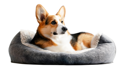 Corgi dog lying in dog bed, isolated on transparent background, pet concept, realistic illustration, generative ai
