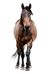 Fototapeta premium Horse isolated on transparent background, wild life concept, realistic illustration, generative ai