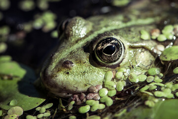 Marsh frog, frog eyes, Pelophylax ridibundus, in nature habitat. Wildlife scene from nature, green animal in water. Beautiful frog in dirty water in a swamp. amphibian close-up