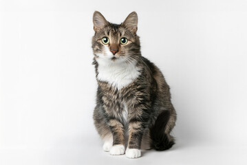 Obraz premium a tabby cat with striking green eyes