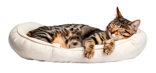 Cute Cat lying in bed, isolated on transparent background, pet concept, realistic illustration, generative ai