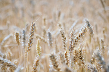 Fototapeta premium spikelets of wheat in the field close up. Ripe large golden ears of wheat against the yellow background of the field. Close-up, nature. The idea of a rich summer harvest, farming