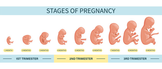 Embryo in the womb, set. Development and growth of the fetus at different stages of pregnancy, monthly period. Illustration